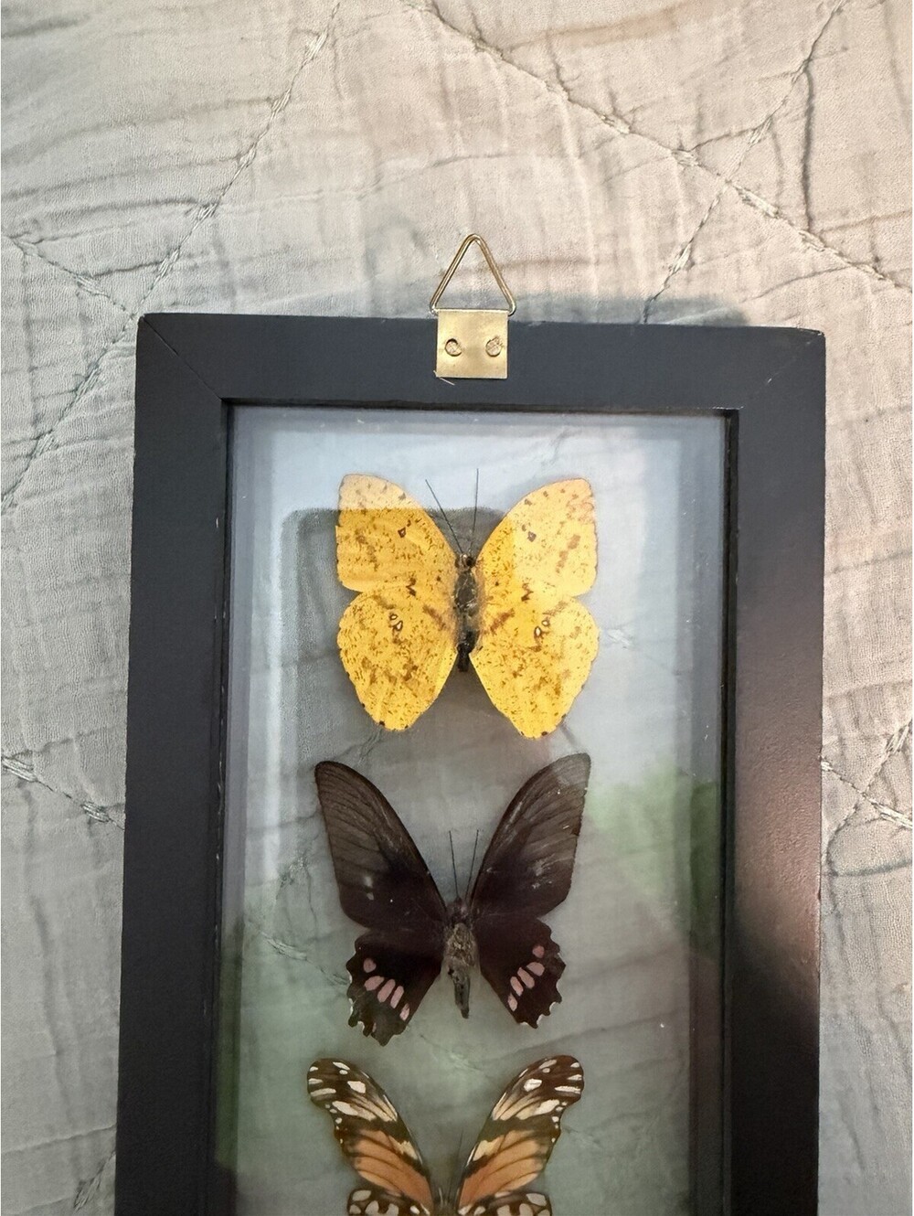Butterfly Display - Picture 10 of 10